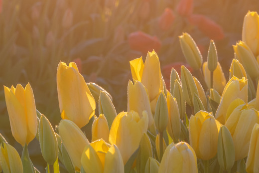 �1761237 �������(a): ����������:1920x1279